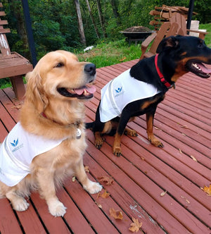 Angel Vests for Your Best Friend