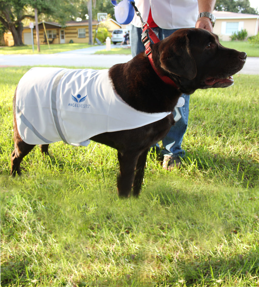 Angel Vests for Your Best Friend